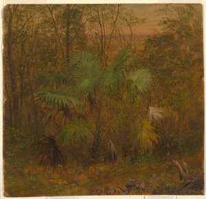 Ritning, Thatch Palm, Jamaica, maj 1865 av Frederic Edwin Church