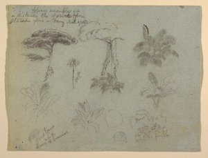 Teckning, Trädstudier sedda från Rio Magadalena, Colombia, 1853 av Frederic Edwin Church