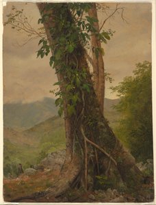 Teckning, träd med vinrankor, Jamaica, Västindien, maj 1865 av Frederic Edwin Church
