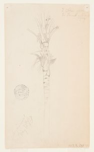 Blad och stam av ett palmträd, Aspinwall, Panama av Frederic Edwin Church