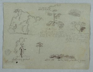Naturstudier inklusive ett kandelaberträd med en sengångare, Rio Magdalena, Colombia av Frederic Edwin Church