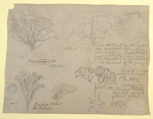 Serie av botaniska studier inklusive en alligator och ett monstruöst träd, sett från Rio Magdalena, Colombia av Frederic Edwin Church