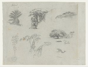 Skisser från Sydamerika.  Botaniska skisser.   Flygande trana. av Frederic Edwin Church