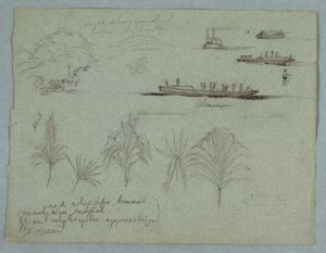 Skisser från Rio Magdalena, Colombia: Plants, Steamer, and a Champan av Frederic Edwin Church