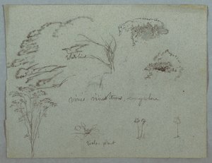 Studier från Rio Magdalena, Colombia: trädtoppar, flygande vita fåglar, vinstockar och tre blommande växter av Frederic Edwin Church