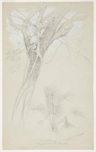 Studie av trädstam, parasitvinstock och palmväxt, Jamaica av Frederic Edwin Church