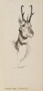 En Pronghorn-antilop av Frederic Remington