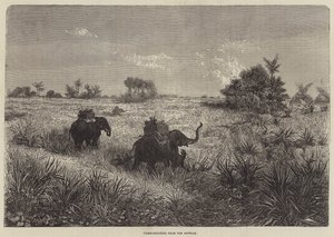 Indien och prinsen av Wales, tigerskytte från Howdah av Frederic Theodore Lix