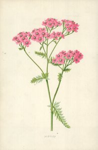 Achillea av Frederick Edward Hulme