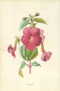 Achimenes av Frederick Edward Hulme