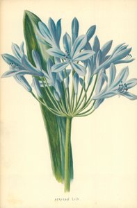 afrikansk lilja av Frederick Edward Hulme
