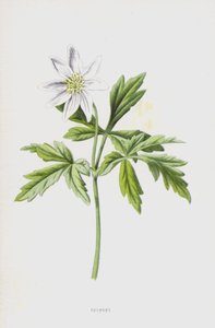 Anemone (chromolitho) av Frederick Edward Hulme