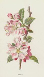 Äpple (chromolitho) av Frederick Edward Hulme