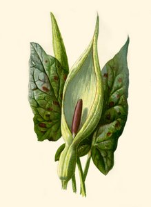 Arum eller Gökpint, 1877. av Frederick Edward Hulme