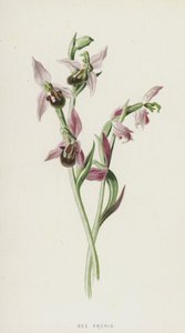Bee Orchis (chromolitho) av Frederick Edward Hulme