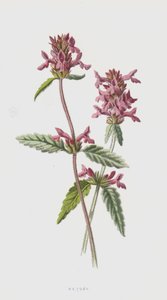 Betony (chromolitho) av Frederick Edward Hulme