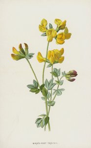 Fågelfots trefoil (chromolitho) av Frederick Edward Hulme
