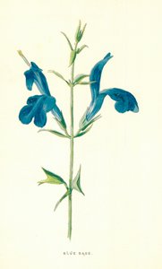 Blå salvia av Frederick Edward Hulme