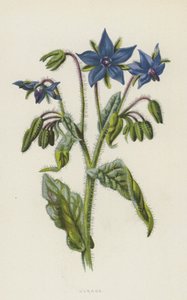 Gurkört (chromolitho)