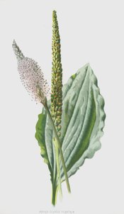Bredbladig groblad (chromolitho) av Frederick Edward Hulme