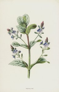 Brooklime (chromolitho) av Frederick Edward Hulme