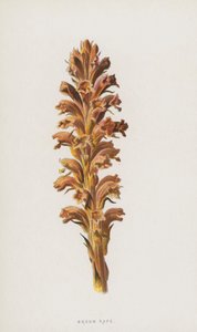 Broom Rape (chromolitho) av Frederick Edward Hulme