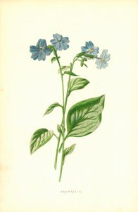 Browallia av Frederick Edward Hulme