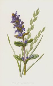Bugle and Tall Fescue Grass (chromolitho) av Frederick Edward Hulme
