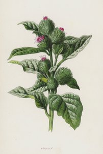 Kardborre (chromolitho) av Frederick Edward Hulme