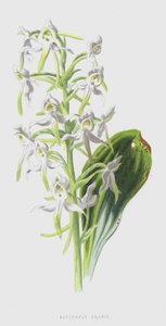 Butterfly Orchis (chromolitho) av Frederick Edward Hulme