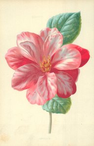 Kamelia av Frederick Edward Hulme