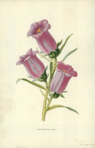 Canterbury Bell av Frederick Edward Hulme