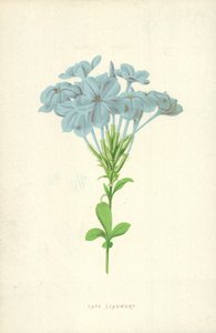 Cape Leadwort av Frederick Edward Hulme
