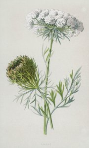 Morot (chromolitho) av Frederick Edward Hulme