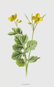 Svalört (chromolitho) av Frederick Edward Hulme