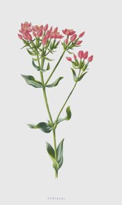 Centaury (chromolitho) av Frederick Edward Hulme