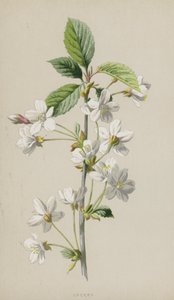 Körsbär (chromolitho) av Frederick Edward Hulme