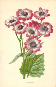 Cineraria av Frederick Edward Hulme