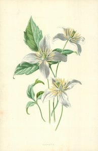 Klematis av Frederick Edward Hulme