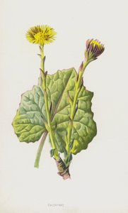 Hestfot (chromolitho) av Frederick Edward Hulme