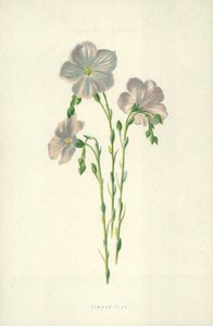 Vanlig lin av Frederick Edward Hulme