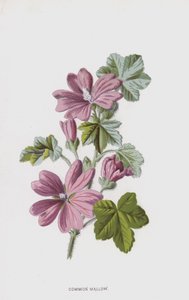 Vanlig malva (chromolitho) av Frederick Edward Hulme