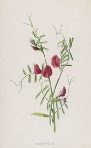 Vanlig Vicker (chromolitho) av Frederick Edward Hulme
