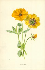 Coreopsis frø