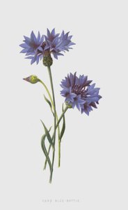 Corn Blue-Bottle (chromolitho) av Frederick Edward Hulme