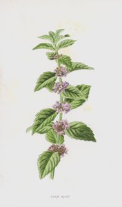 Majsmynta (chromolitho) av Frederick Edward Hulme