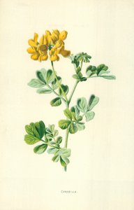 krona av Frederick Edward Hulme