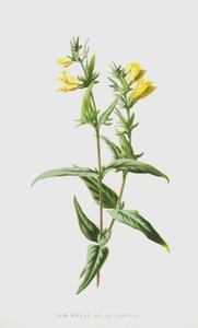 Kovete eller Melampyre (chromolitho) av Frederick Edward Hulme