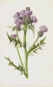 Kryptistel (chromolitho) av Frederick Edward Hulme
