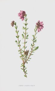 Cross-Leaved Heath (chromolitho) av Frederick Edward Hulme